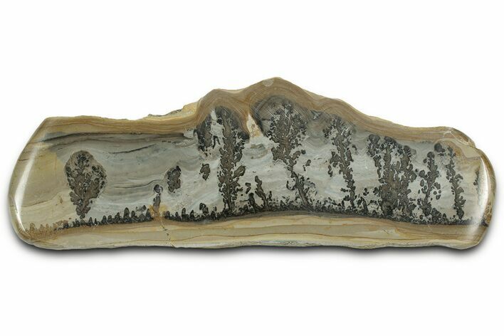 Triassic Aged Stromatolite Fossil - England #327011